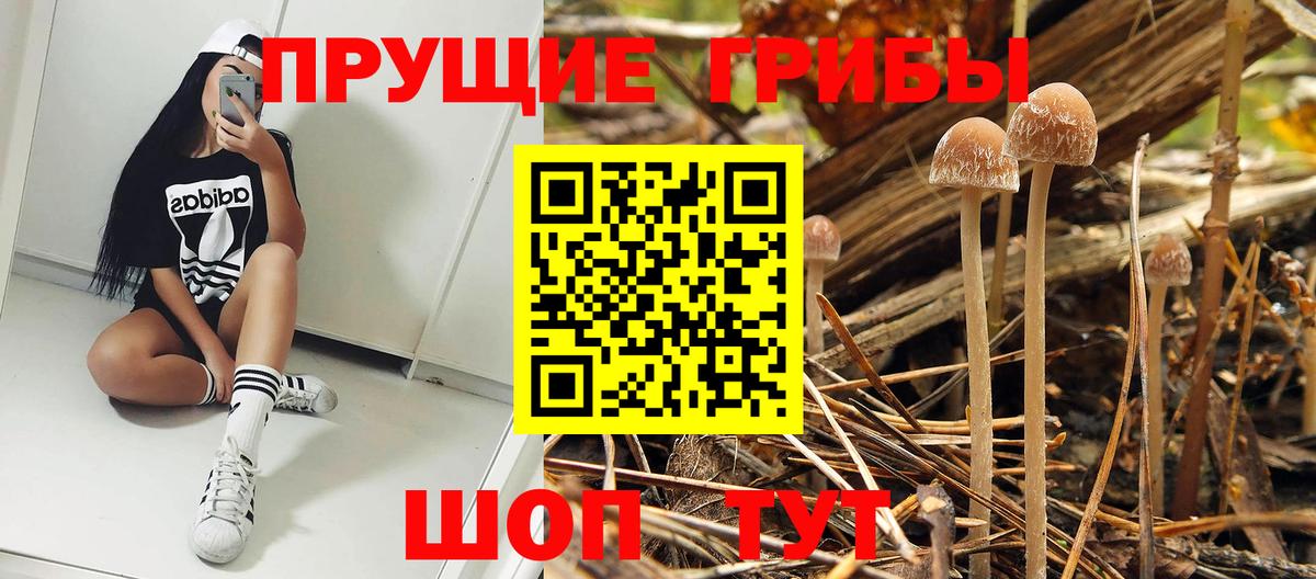 Псилоцибиновые грибы Psilocybine cubensis Минусинск