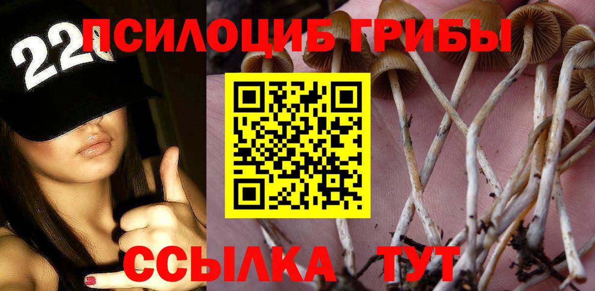 Минусинск  Псилоцибиновые грибы GOLDEN TEACHER  продажа наркотиков  Вход с VPN  Галлюциногенные грибы Cubensis 